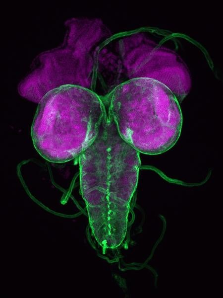 Drosophila Brain Scan | UCR News | UC Riverside