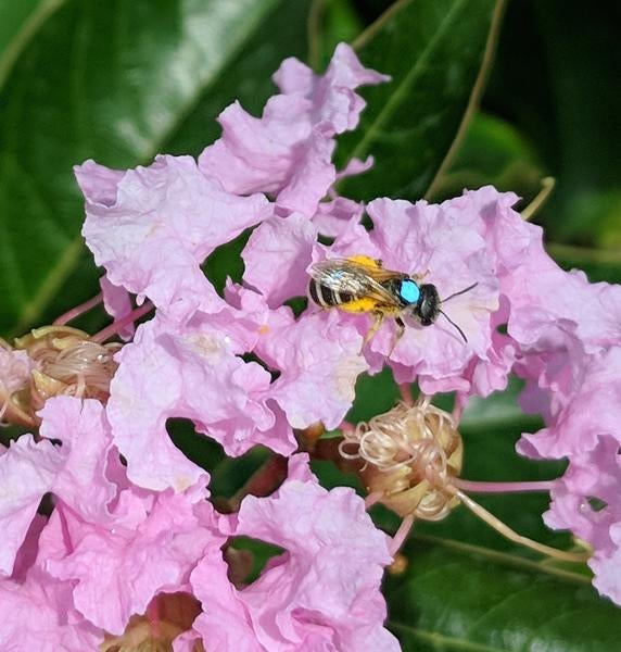 A Halictus ligatus sweat bee feeding on a flower, marked with a blue dot by researchers