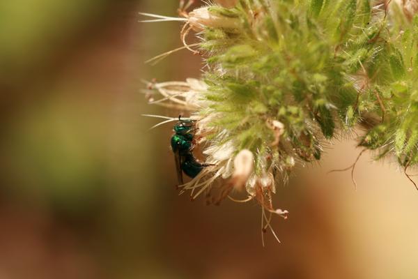 Native bee in Yosemite