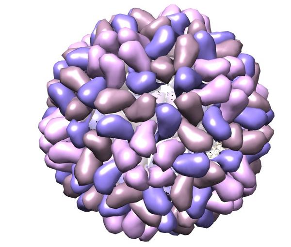 Brome Mosaic virus molecule