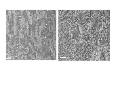 Tangled mutant maize epidermal cells versus healthy cells 