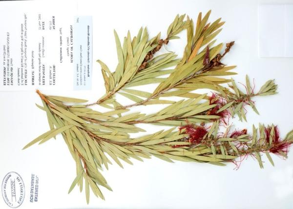 herbarium specimen