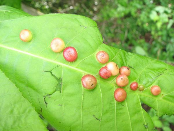 phylloxera galls