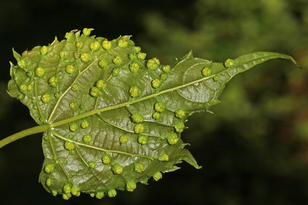 grape leaf galls