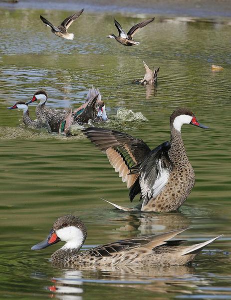 The white-cheeked pintail (Anas bahamensis), also known as the Bahama pintail or summer duck