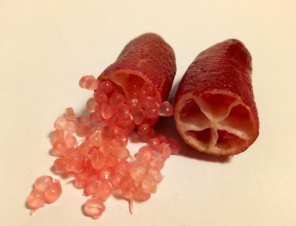 red Australian finger lime