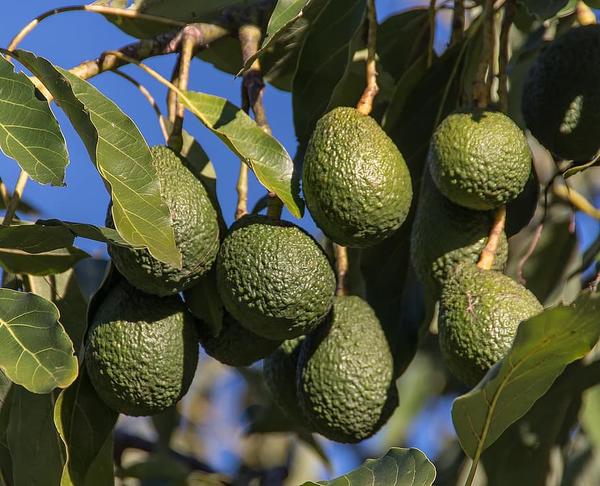 avocados | UCR News | UC Riverside