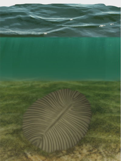 Dickinsonia reconstruction