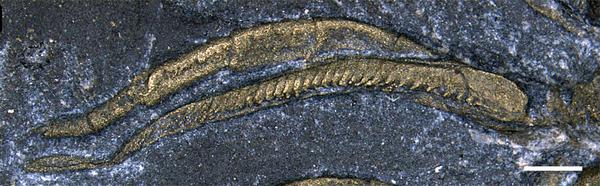 Fossil showing the trilobite leg structure