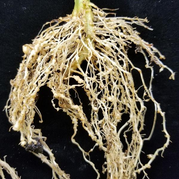 tomato plant roots
