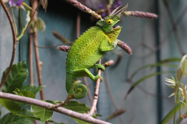 African chameleon