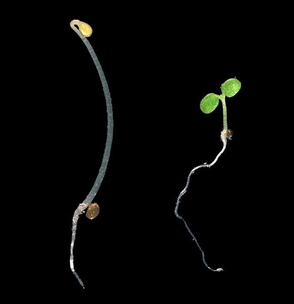 Arabidopsis stems