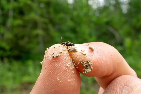 ant in hand