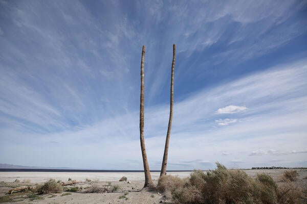 Salton Sea dead palms