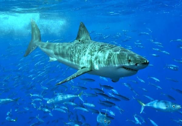 Great white swimming