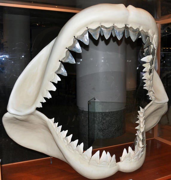 Megalodon mouth