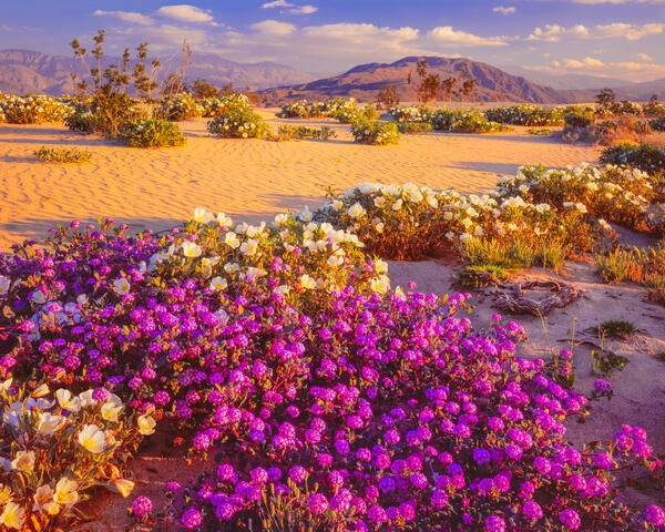 desert wildflowers