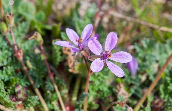 Erodium cicutarium | UCR News | UC Riverside