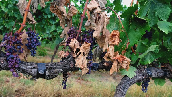 dying grapevine