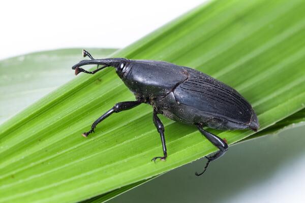 palm weevil