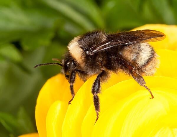 Bombus occidentalis 