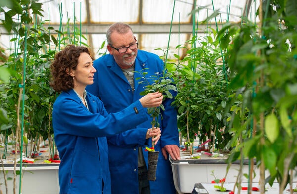 CCPP scientists in greenhouse