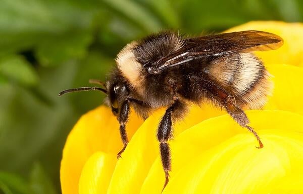 Western bumble bee