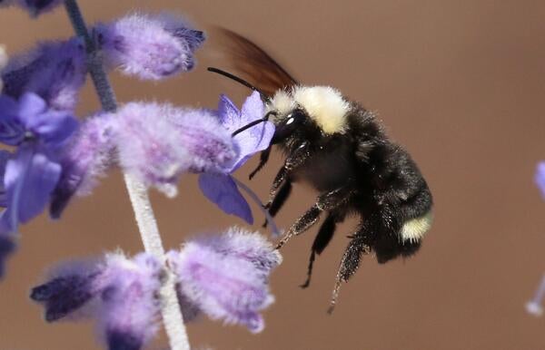 Bombus vosnesenskii