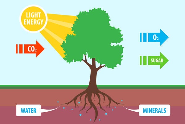 photosynthesis