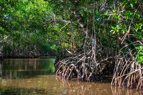 Mexican mangroves