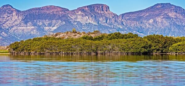 Mexican mangroves