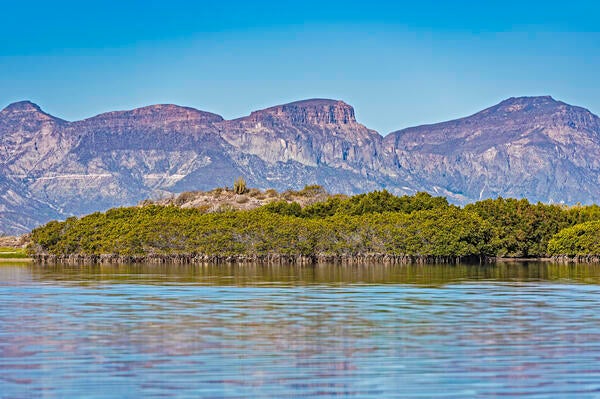 Mexican mangroves