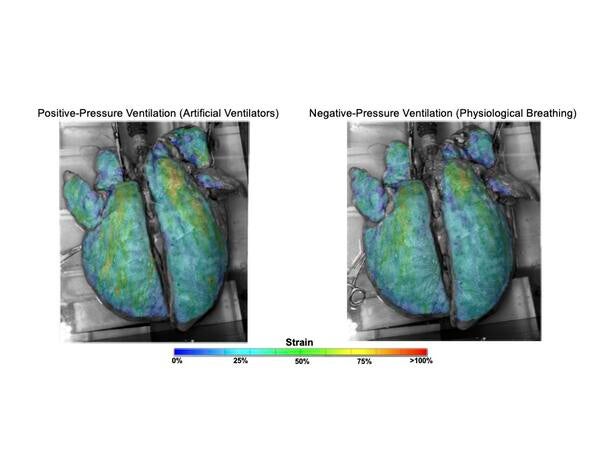 natural vs artificial breathing