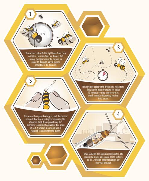 Breeding better bees (Infographic)