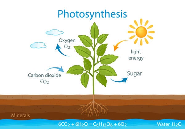 Photosynthesis illustration