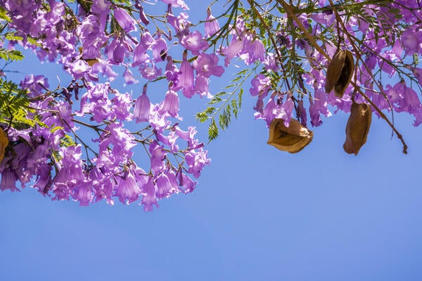 jacaranda