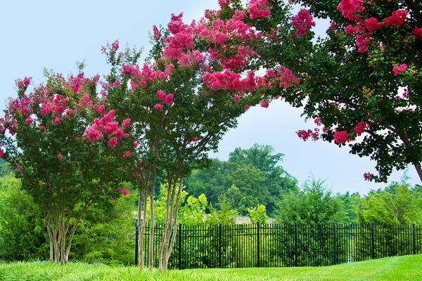 crepe myrtle on a lawn