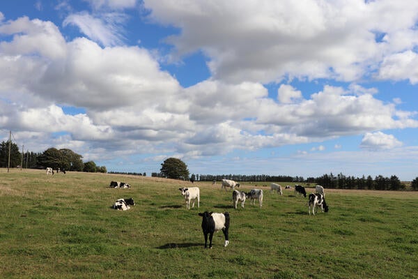 low level clouds over a field