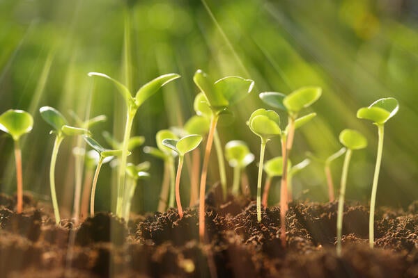 seedlings in sunlight