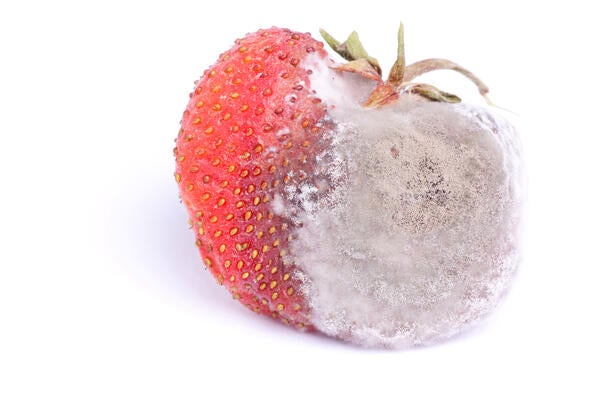 fuzzy strawberry