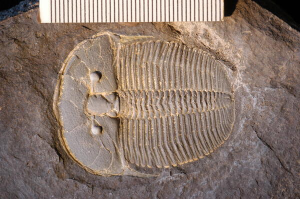 trilobite fossil