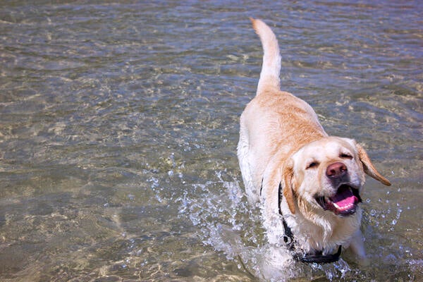 dog in a river