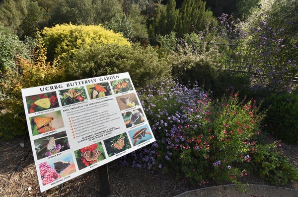 butterfly garden