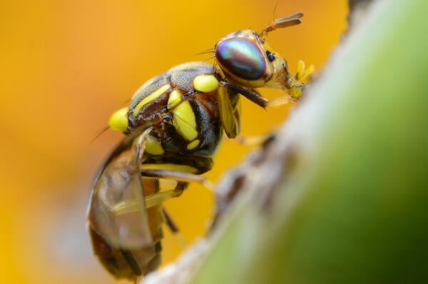 Oriental fruit fly closeup