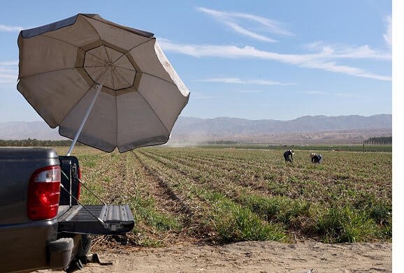 Farm workers in the Coachella Valley. Photo by Mario Tama/Getty Images