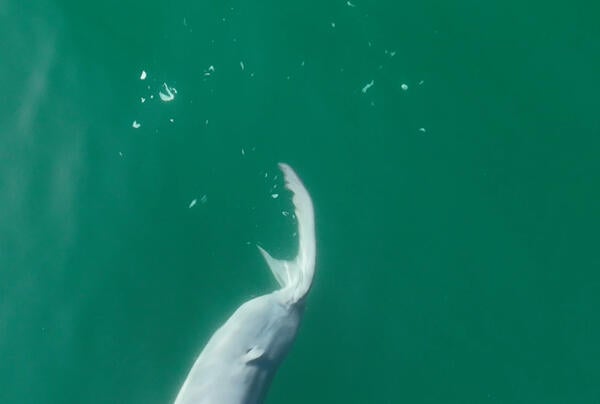 shark shedding