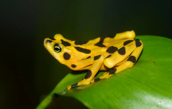 endangered golden frog