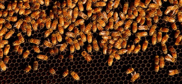 Bees in a hive