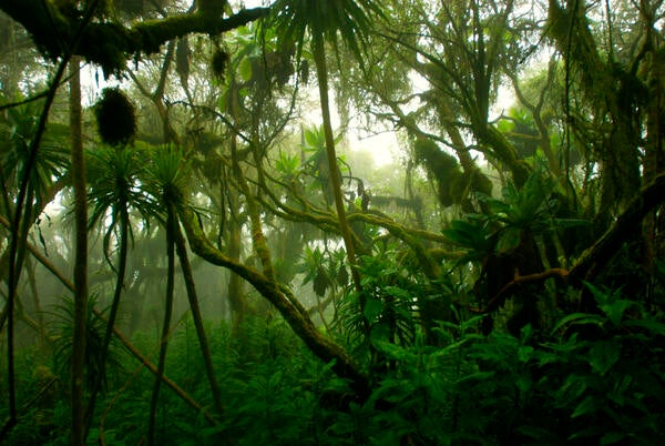 tropical forest