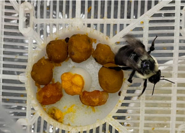 queens with several egg clutches in the nest in the early stage of nest development